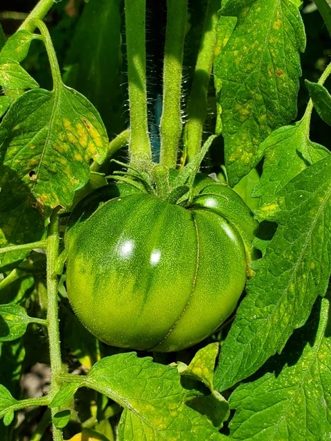 Ochsenherz Coracode de Boi