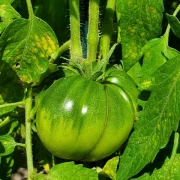 Ochsenherz Coracode de Boi