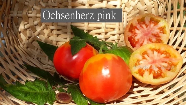 Ochsenherz pink