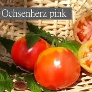 Ochsenherz pink