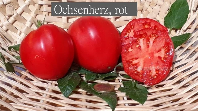 Ochsenherz, rot