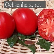 Ochsenherz, rot