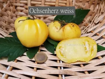 Ochsenherz weiss