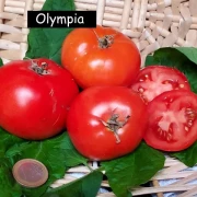 Olympia, rot, rund