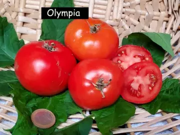 Olympia, rot, rund