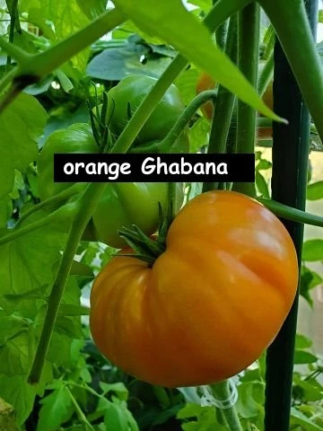 Orange Ghabbana