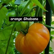 Orange Ghabbana