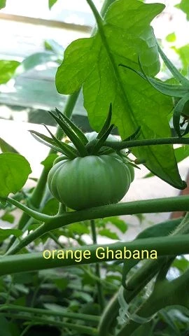 Orange Ghabbana