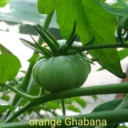 Orange Ghabbana