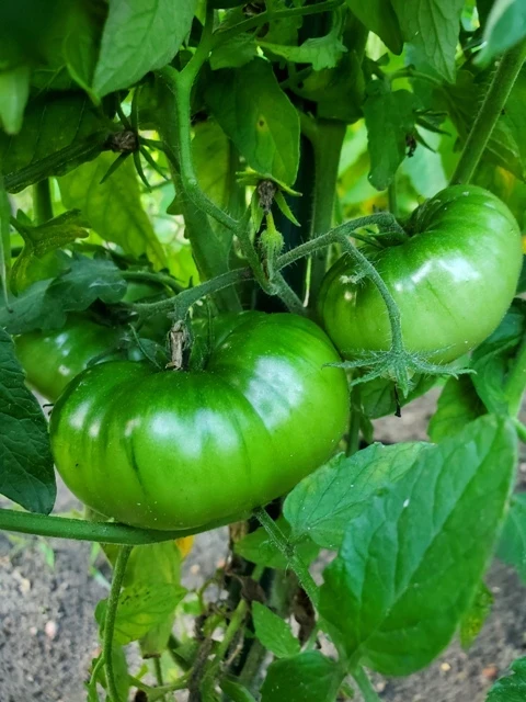 Orange Ghabbana