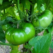Orange Ghabbana