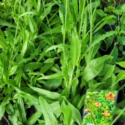Orange Hawkweed (Pilosella aurantiaca)