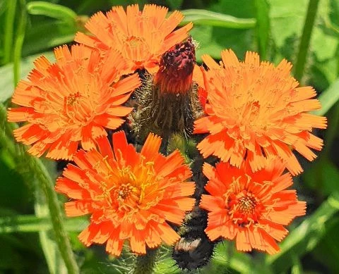 Orange Hawkweed (Pilosella aurantiaca)