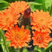 Orange Hawkweed (Pilosella aurantiaca)