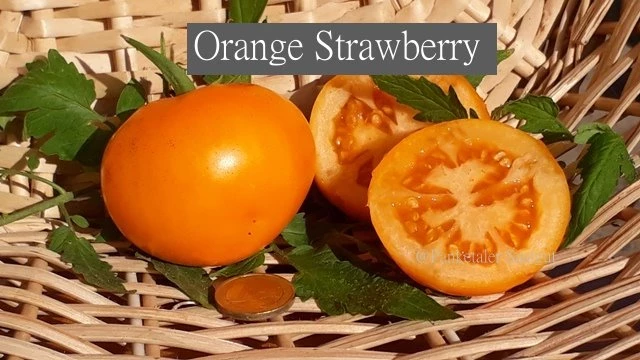 Orange Strawberry