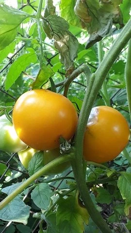 Orange Strawberry