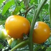 Orange Strawberry