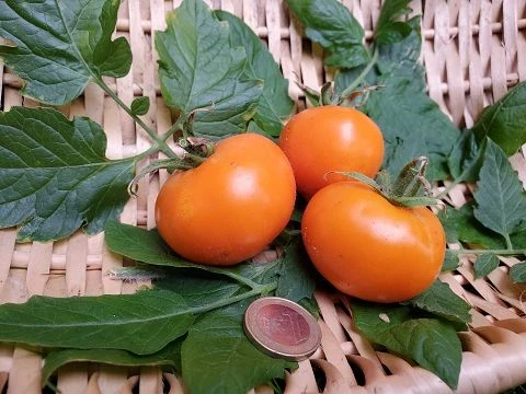 Orange Strawberry