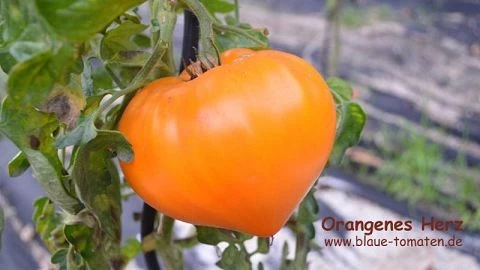 Orange Strawberry