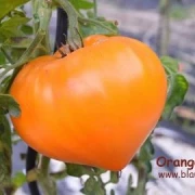 Orange Strawberry