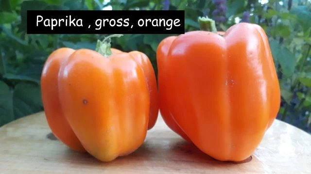 Paprika , gross, orange