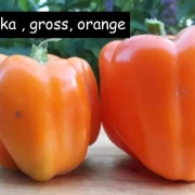Paprika , gross, orange
