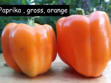 Paprika , gross, orange