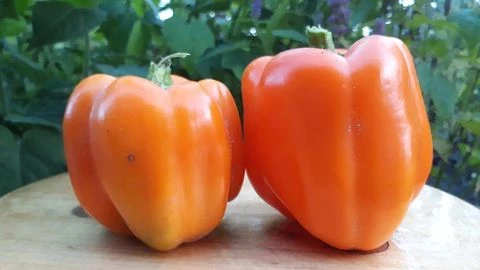 Paprika , gross, orange