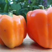 Paprika , gross, orange