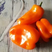 Paprika , gross, orange