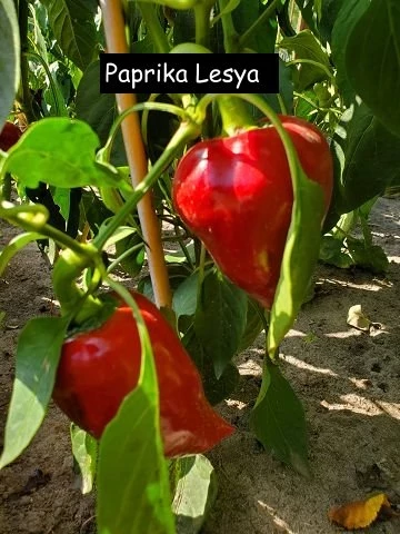Paprika,  Lesya