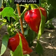 Paprika,  Lesya