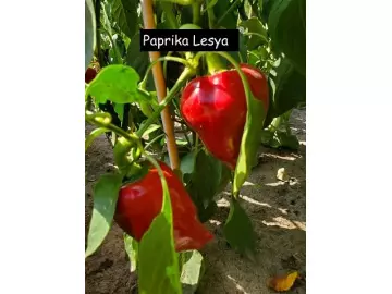 Paprika,  Lesya