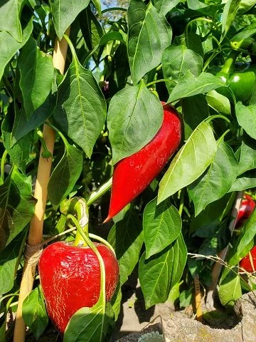 Paprika,  Lesya