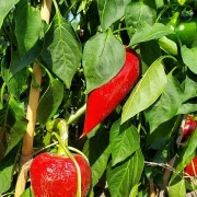 Paprika,  Lesya