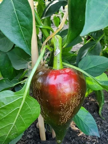 Paprika,  Lesya