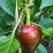 Paprika,  Lesya