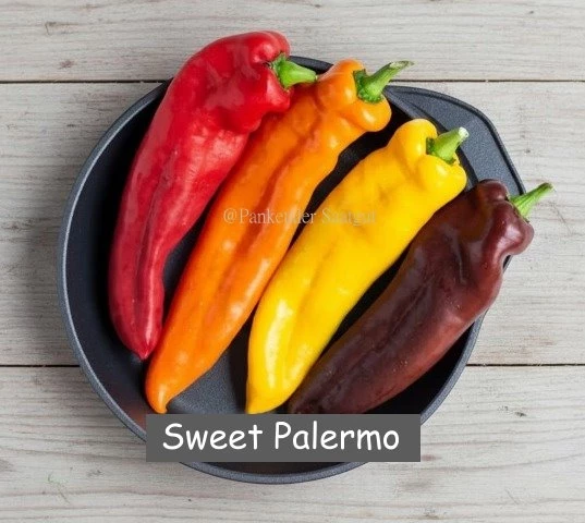 Paprika, Sweet Palermo, rot, spitz