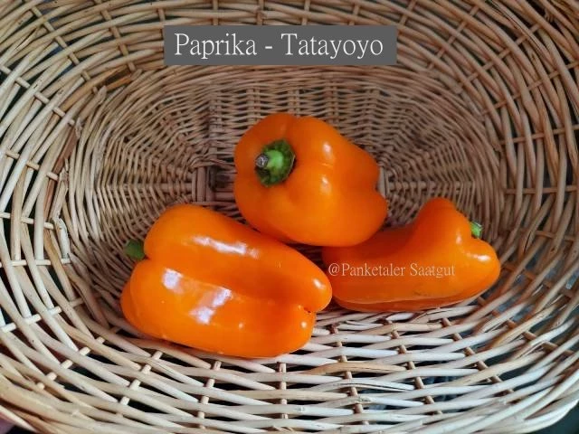 Paprika Tatayoyo