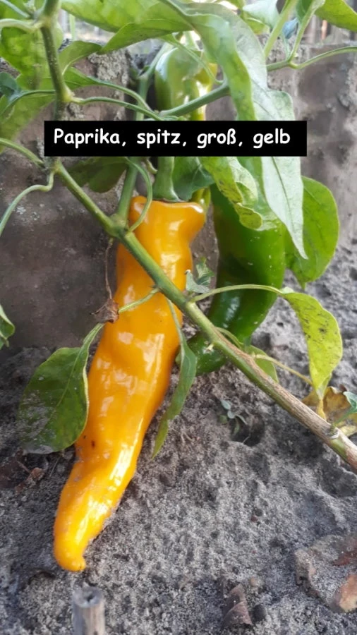Paprika, groß, gelb,spitz