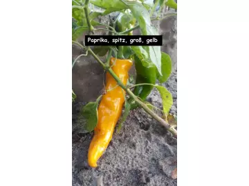 Paprika, groß, gelb,spitz