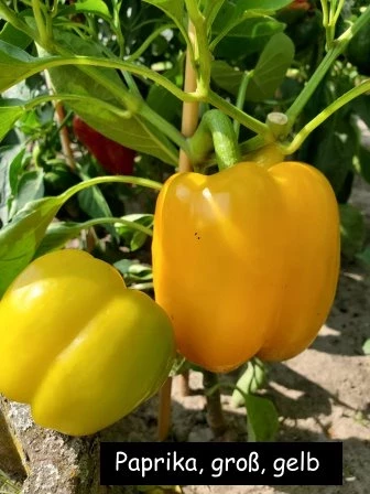 Paprika, gross gelb