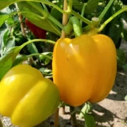 Paprika, gross gelb