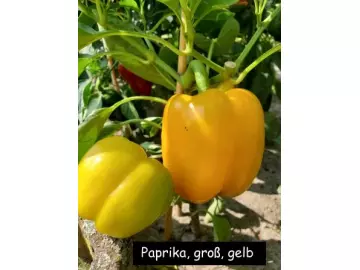 Paprika, gross gelb
