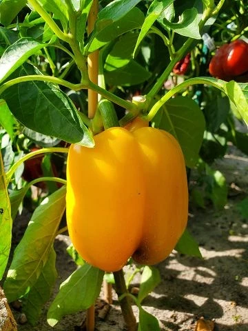 Paprika, gross gelb