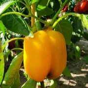 Paprika, gross gelb