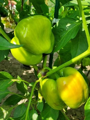 Paprika, gross gelb