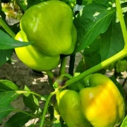 Paprika, gross gelb