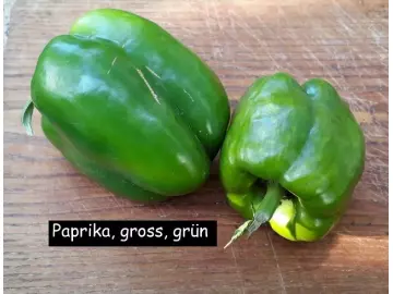 Paprika, gross, grün