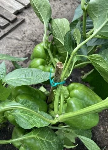 Paprika, gross, grün